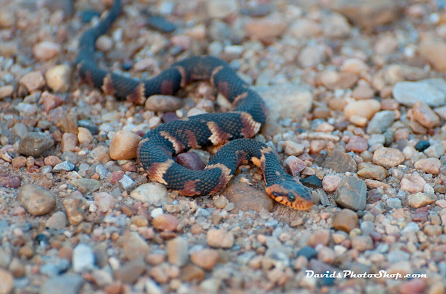 BroadBanded Water Snake Juvenile a photo on Flickriver