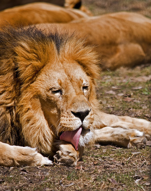 Lion Grooming Flickr Photo Sharing!
