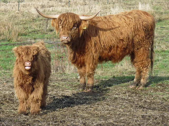 Shaggy Cattle Flickr Photo Sharing!