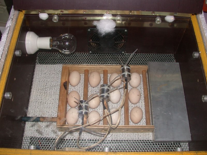 Egg Incubation And The Right Time To Do It Keeping Chickens UK