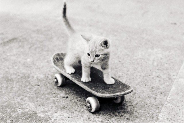 cats on skateboards a gallery on Flickr
