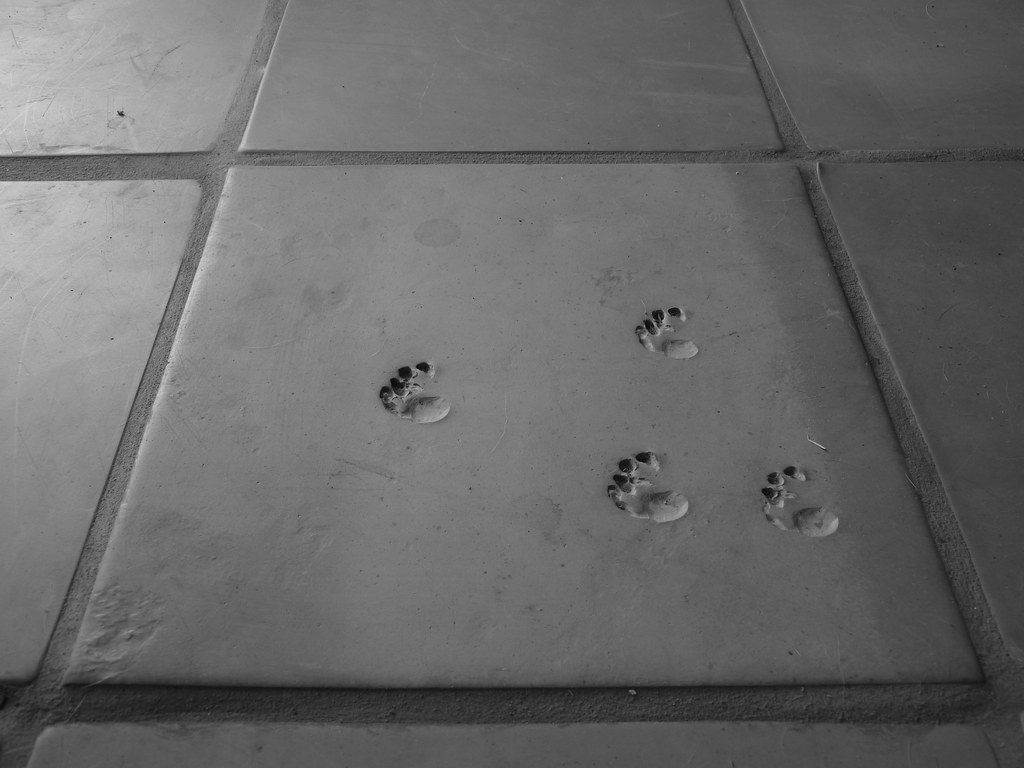 Saltillo Tile Paw Prints It's good luck if you find bird t… Flickr