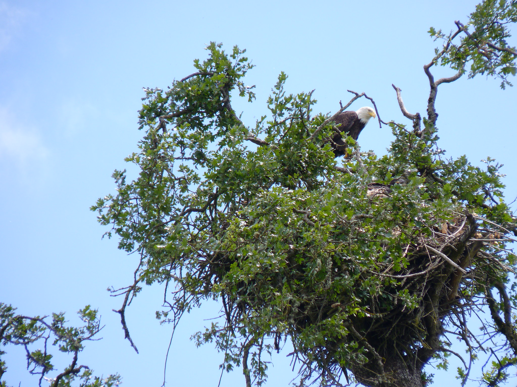Sauvie Island Oak Island Nature Trail Flickr Photo Sharing!