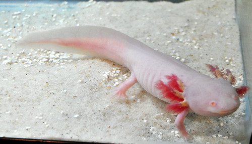 My Axolotl breeding journal (lots of pic)! Page 4