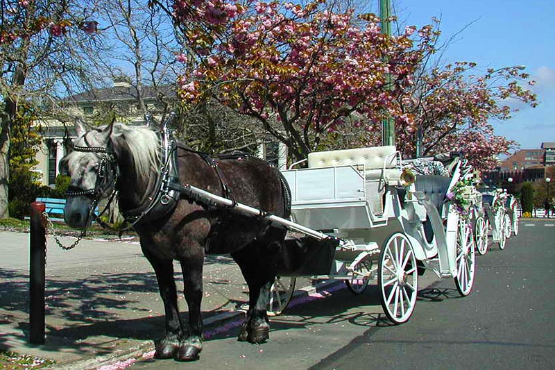 James Bay Vancouver Island News, Events, Travel, Adventure, Vacations