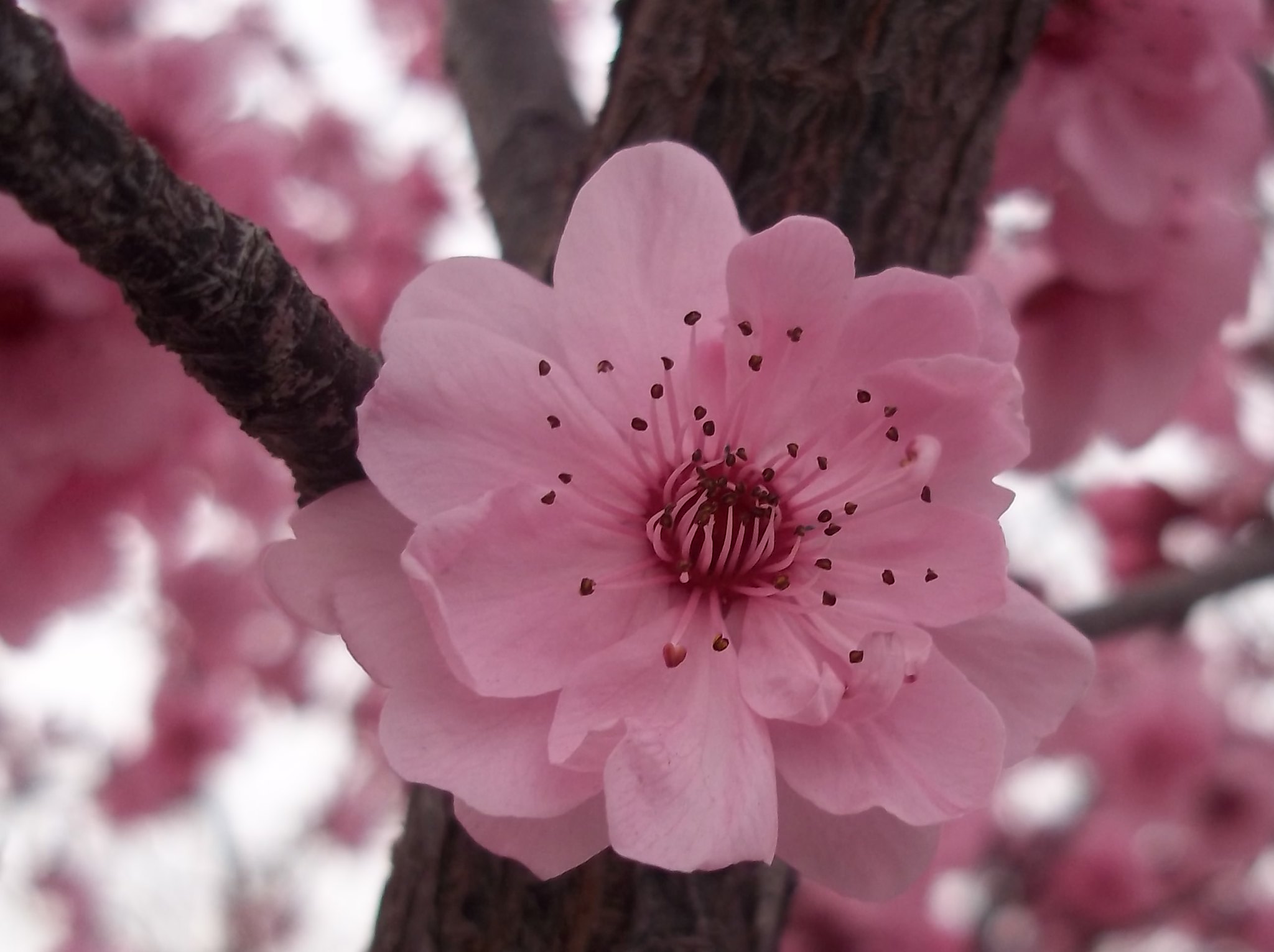 Flowering Plum Tree Las Vegas Fruit Trees Las Vegas Purple leaf
