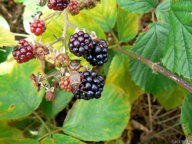 bugs on blackberry's Flickr Photo Sharing!