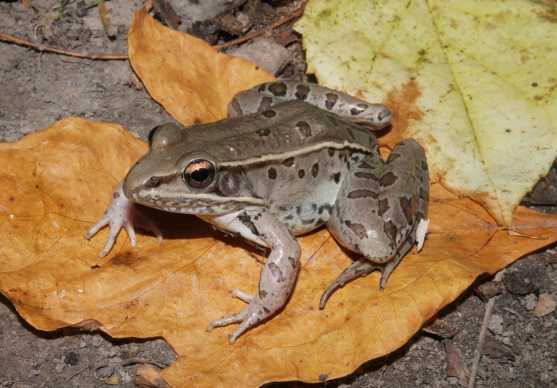 Herping MO/IL annulatum, and more! Field Herp Forum