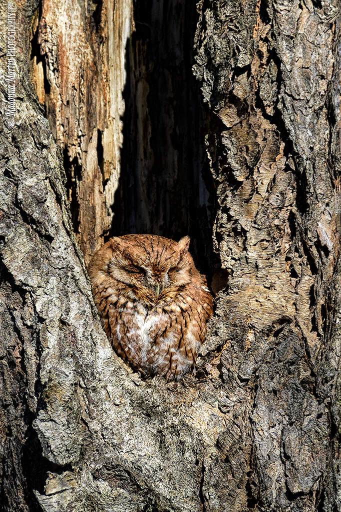 Elevation of Legacy At Mills River, Jeffress Rd, Mills River, NC, USA