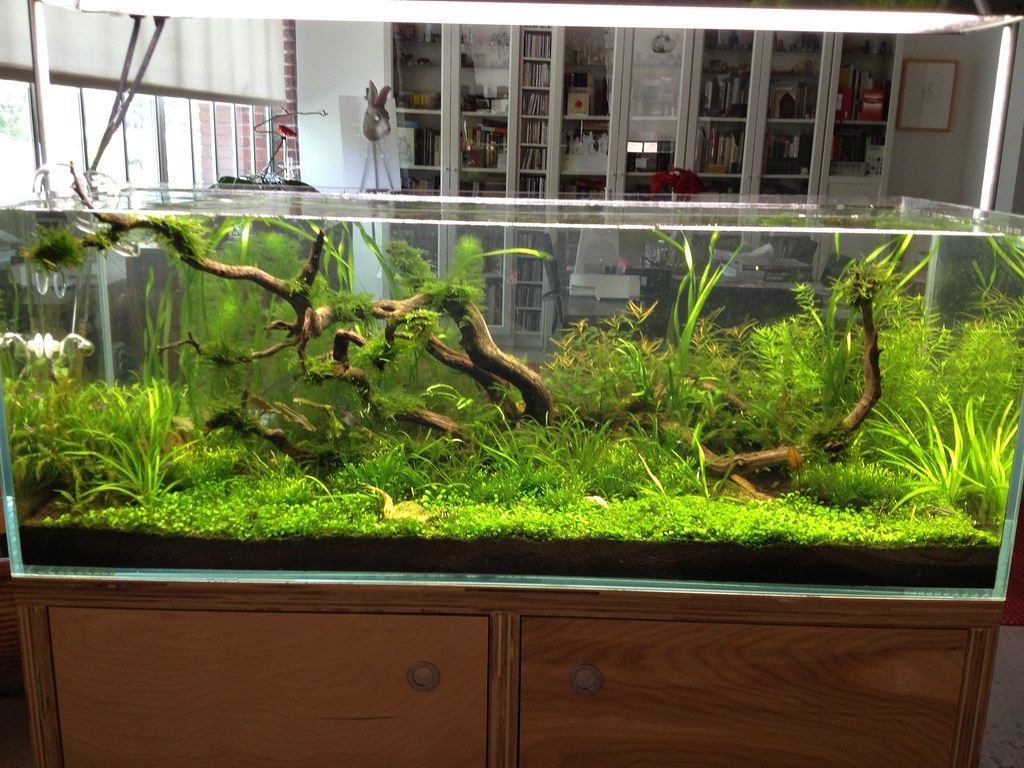 ADA 120P Aquascape Aquarium Plants Barr Report