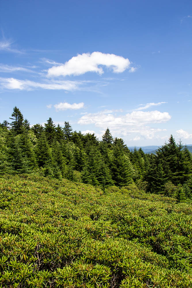 Elevation of Roan Mountain, Tennessee, USA Topographic Map Altitude Map