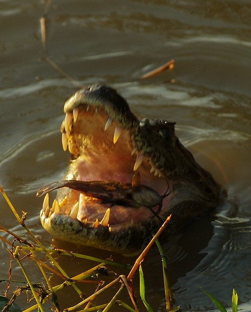 Flickr The Predator and Prey Pool