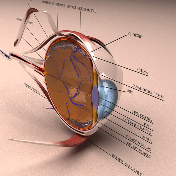 Anatomy Rendering Gallery Kezan's Portfolio