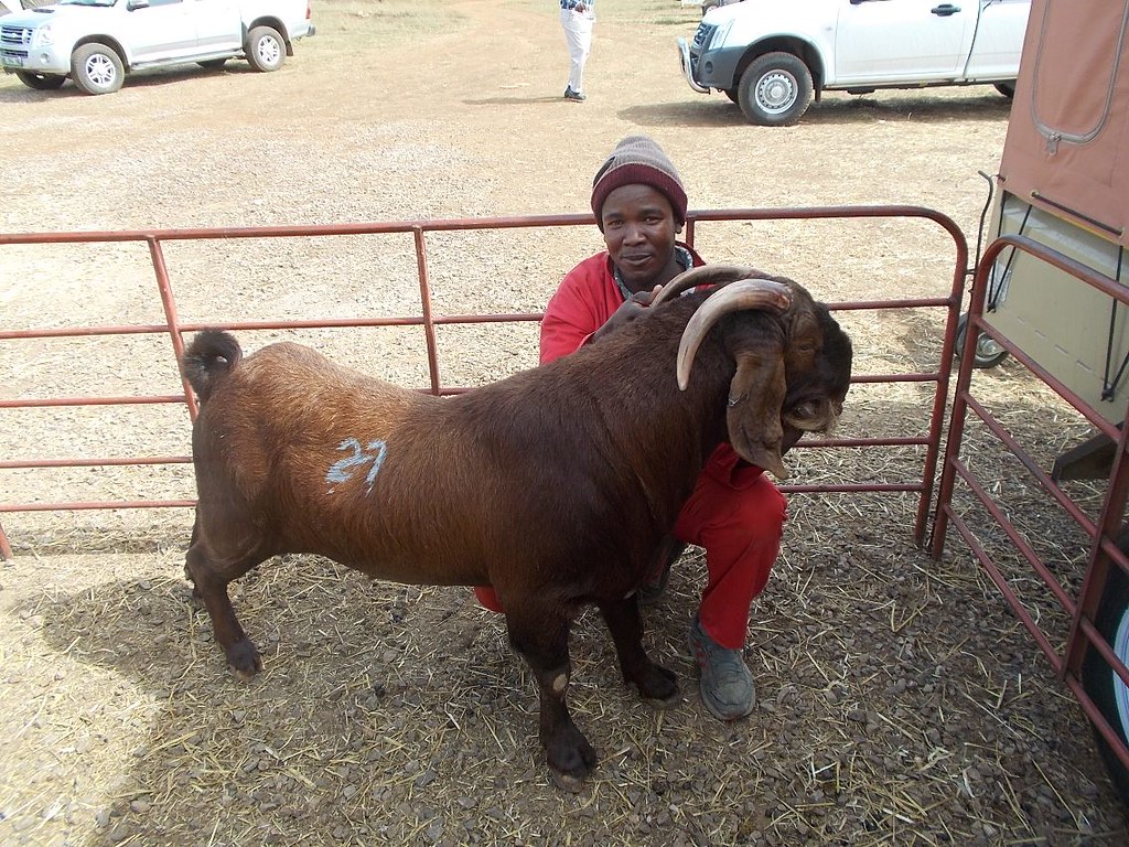 Boer Goats and Kalahari Reds Auction in Pretoria The Goat Spot Forum