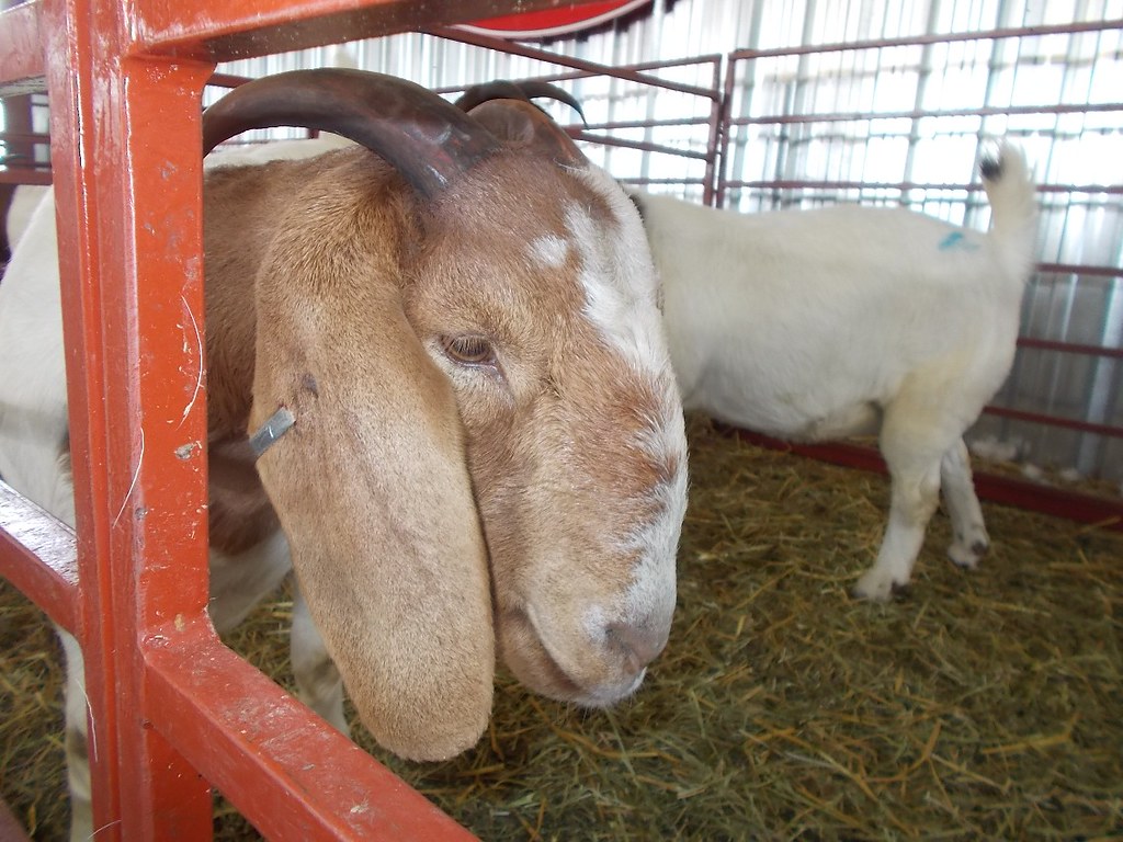 Boer Goats and Kalahari Reds Auction in Pretoria The Goat Spot Goat Forum