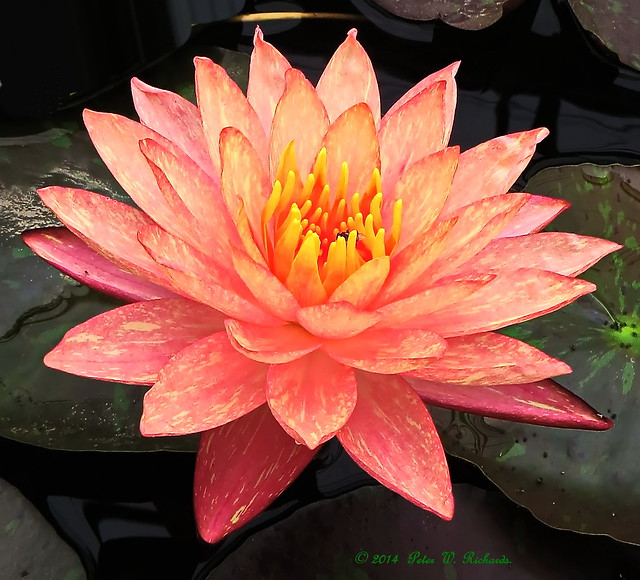 Flickr The Flowers, Plants and Trees of Thailand Pool