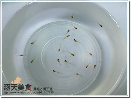 【育魚記】風雲變色的11月-讓我歡喜讓我憂