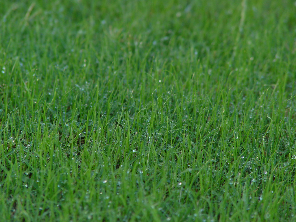 ryegrass in my bermuda