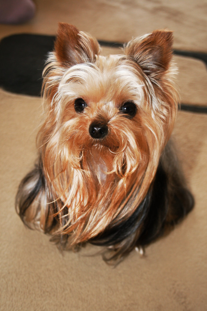 Yorkies on Pinterest Yorkie, Yorkie Puppy and Yorkshire Terrier