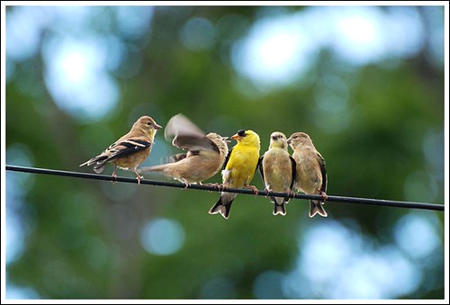 Baby Birdorable American Goldfinch in Finches, Backyard Birds, Baby Birds
