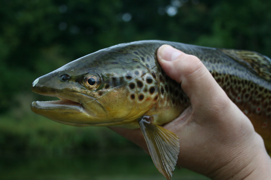 Derbyshire River Lathkill important trout?? Fly Fishing Forum