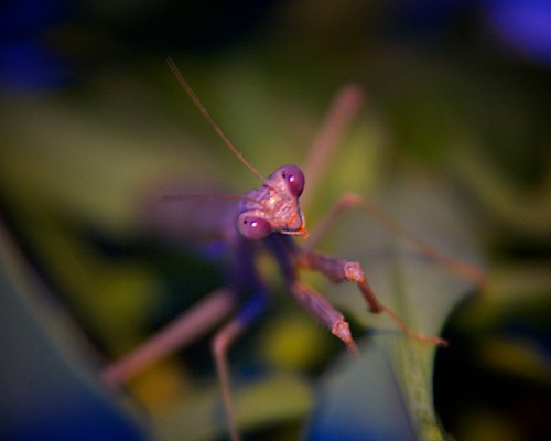 Why do Praying Mantis vary so much in color? Arachnoboards