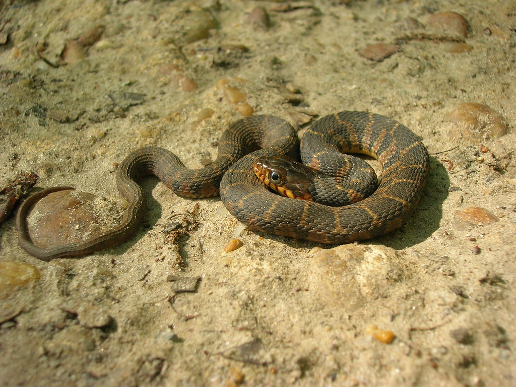 Juvenile S. Illinois Water Snake ID Needed Field Herp Forum