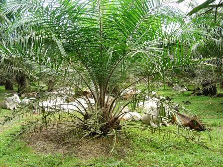 Hama Baru di Kebun Sawit  Berbagi Tak Pernah Rugi