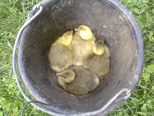 Goose and her goslings