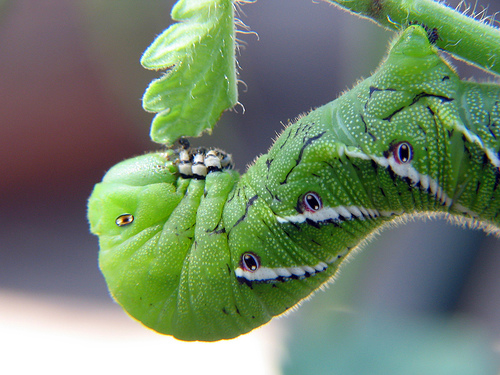 Green Tomato Worm Tomatoville® Gardening Forums