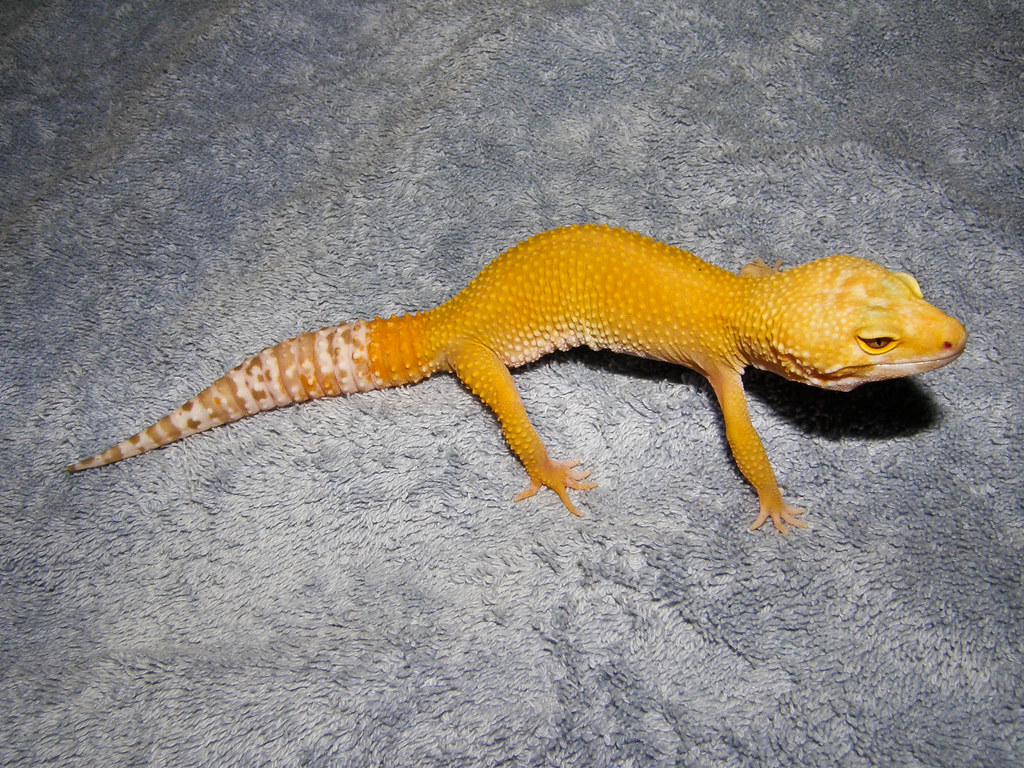 Stunning Sunglow Leopard Gecko for sale Reptile Forums