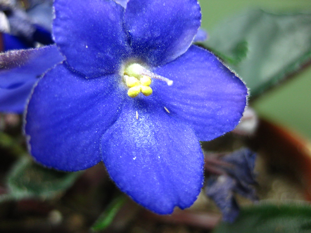 Springlike bugs all over my African Violet Dendroboard