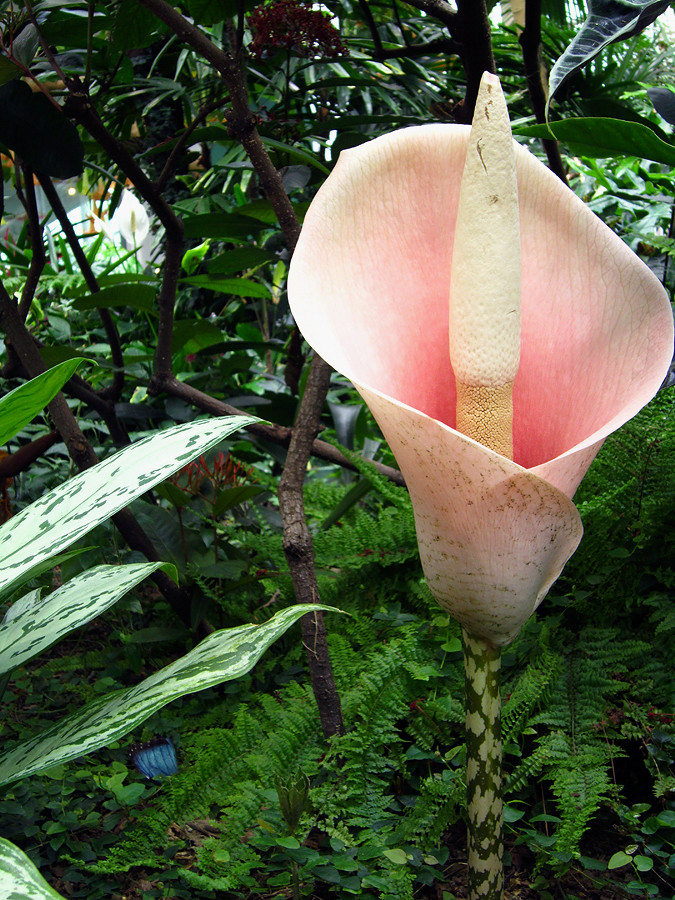 Amorphophallus bulbifer, Voodoo Lily pics and butterflies Photos of