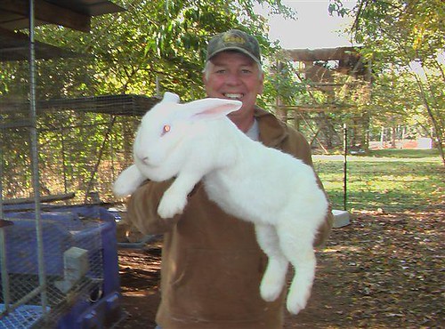 Flemish Giants... House Rabbit Information Forum