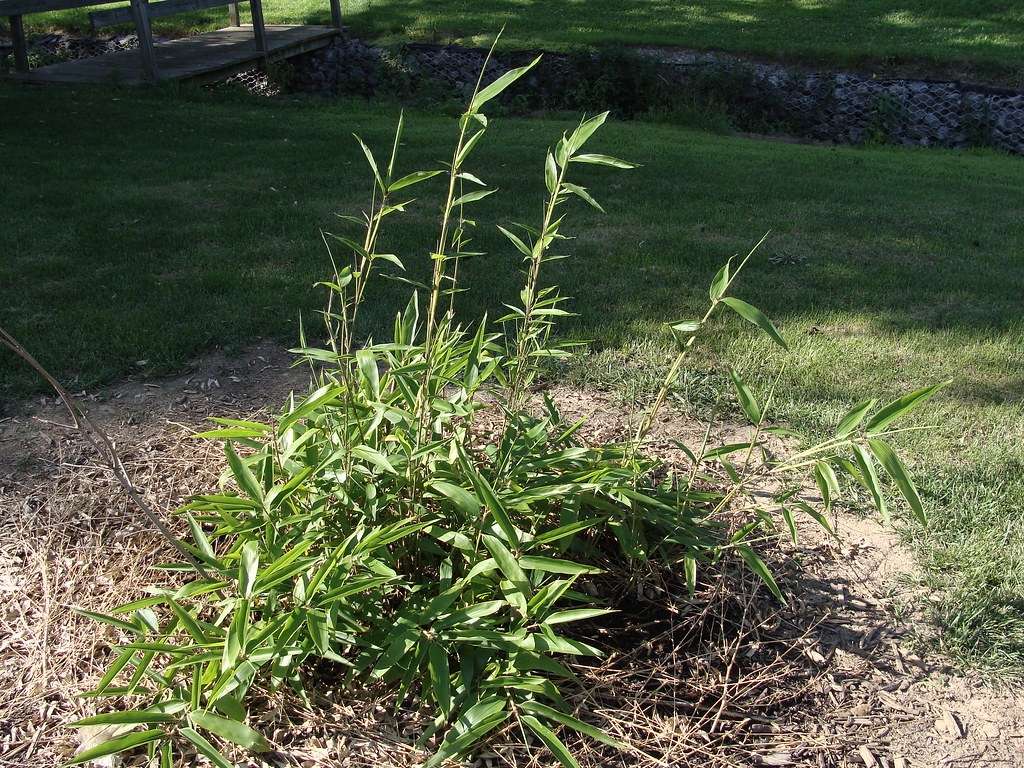 Before and after photos of bamboo bambooweb.info