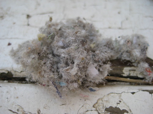 Green Frieda New Attic Insulation