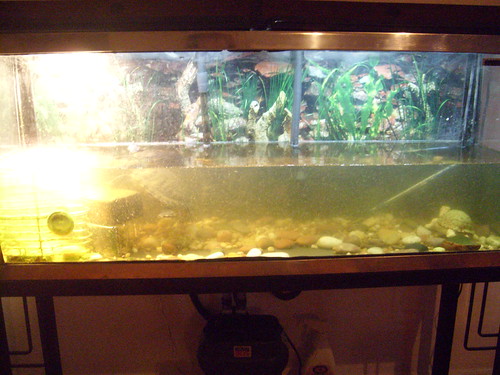 how do i keep my turtle tank water to be clean and non cloudy?