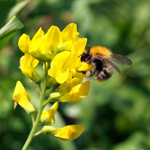 Vetchling Definition. Crossword Dictionary.