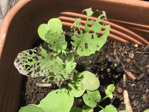 radish
