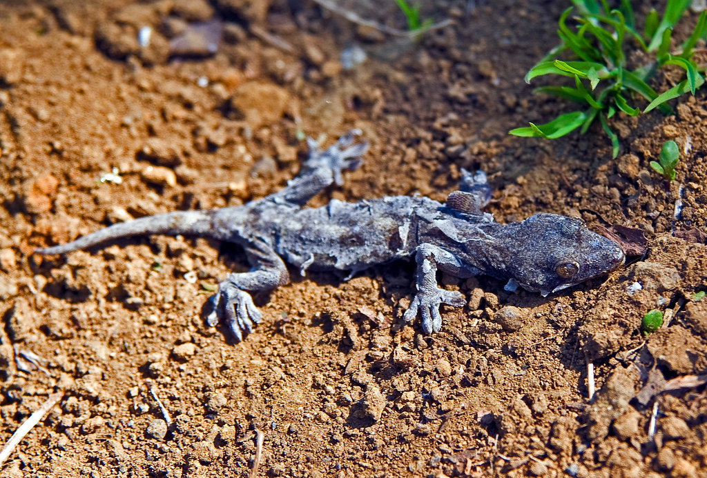 The World's Best Photos of lizard and molt Flickr Hive Mind