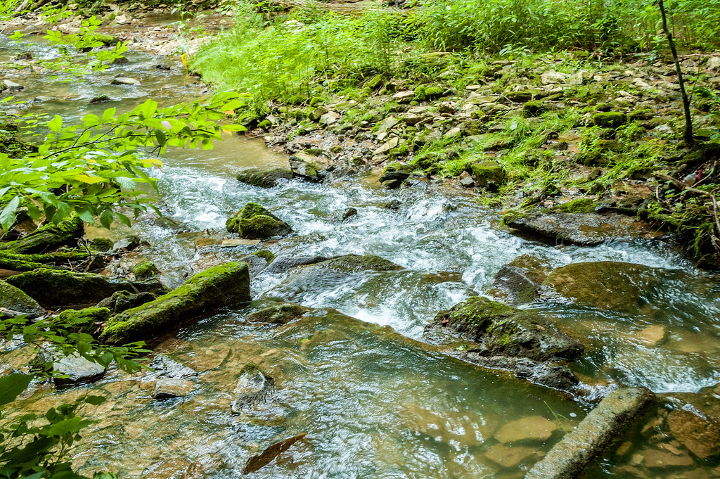 Donaldson's Woods Nature Preserve Spring Mill State Park June 8