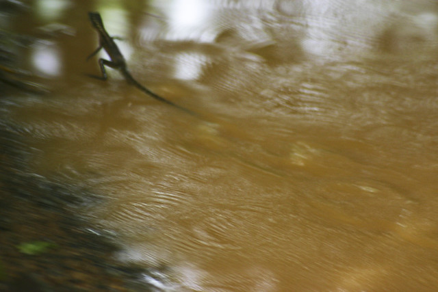 Jesus Lizard running on water Flickr Photo Sharing!