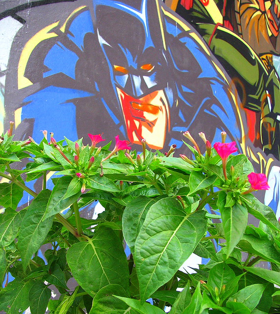 Batman Flowers