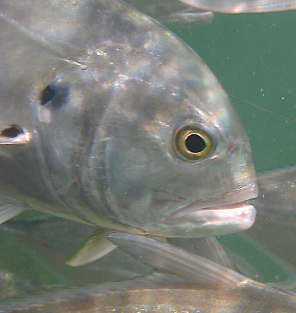 Pompano Fish Flickr Photo Sharing!