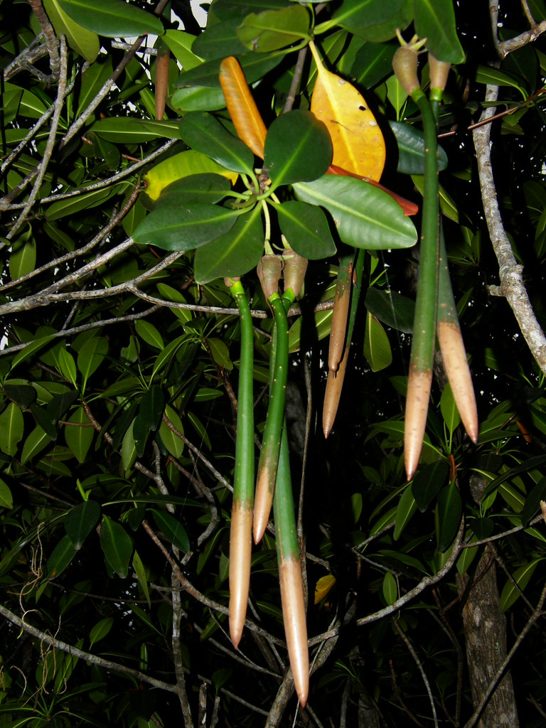 Red Mangrove (SPC Florida Plants ) ·