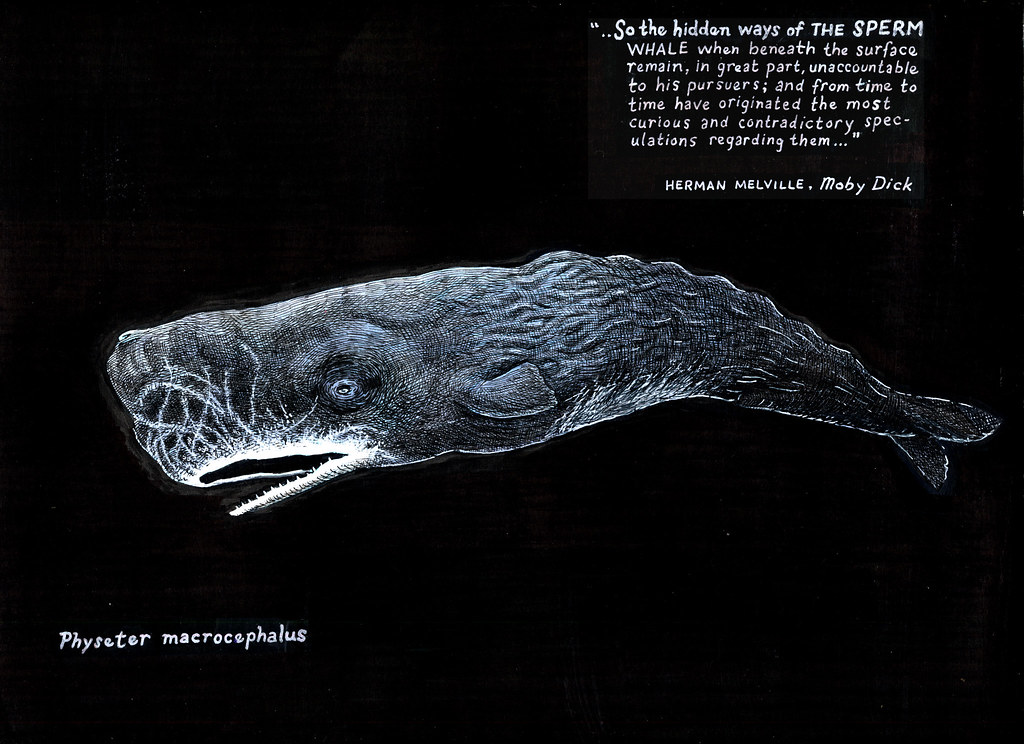 Sperm whale drawing a photo on Flickriver