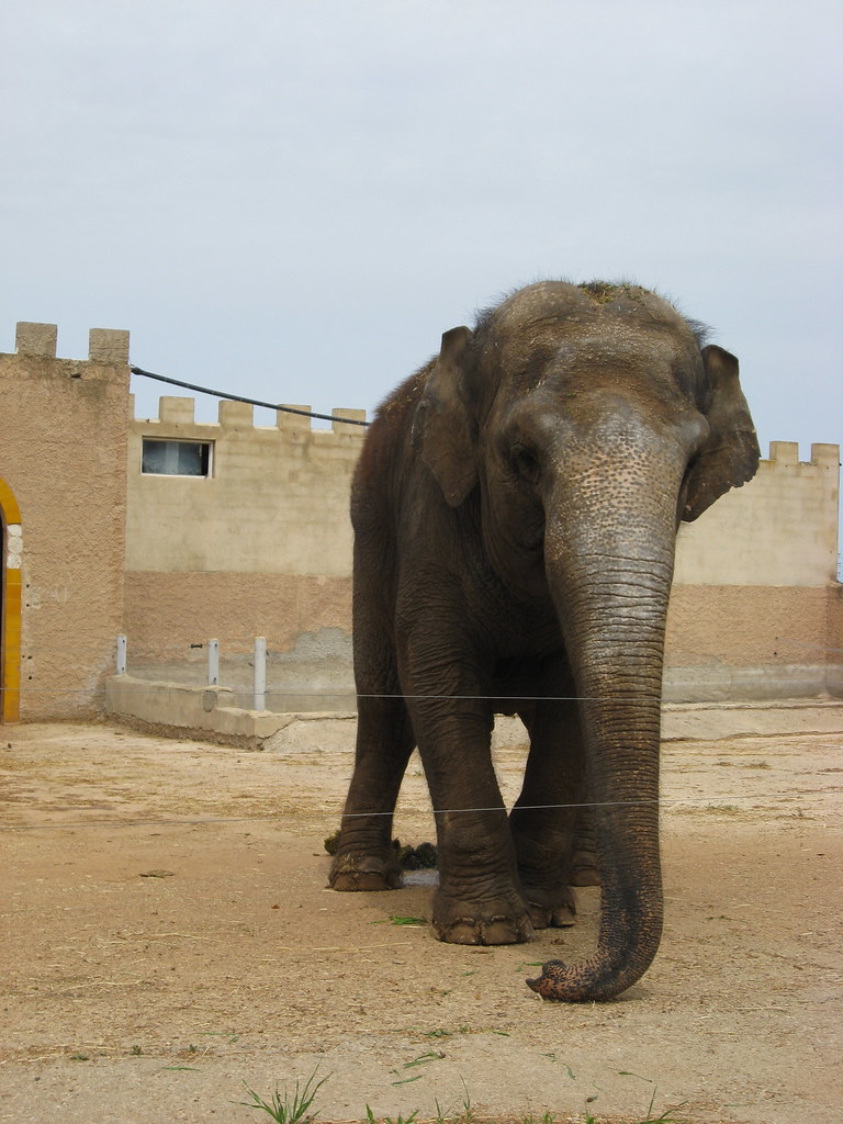 Elephant Auto Safari Zoo (Safari Zoo), Sa Coma, Mallorca