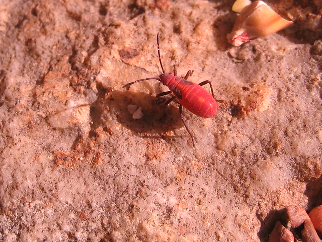 Baby box elder bug Explore SerenityF's photos on Flickr