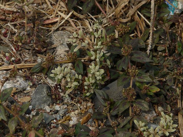 Gorakshaganja (Sanskrit गोरक्षगञ्जा) Amaranthaceae (amara… Flickr