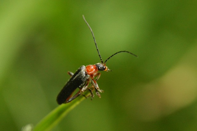 Colorful Bug with Big antennas Flickr Photo Sharing!